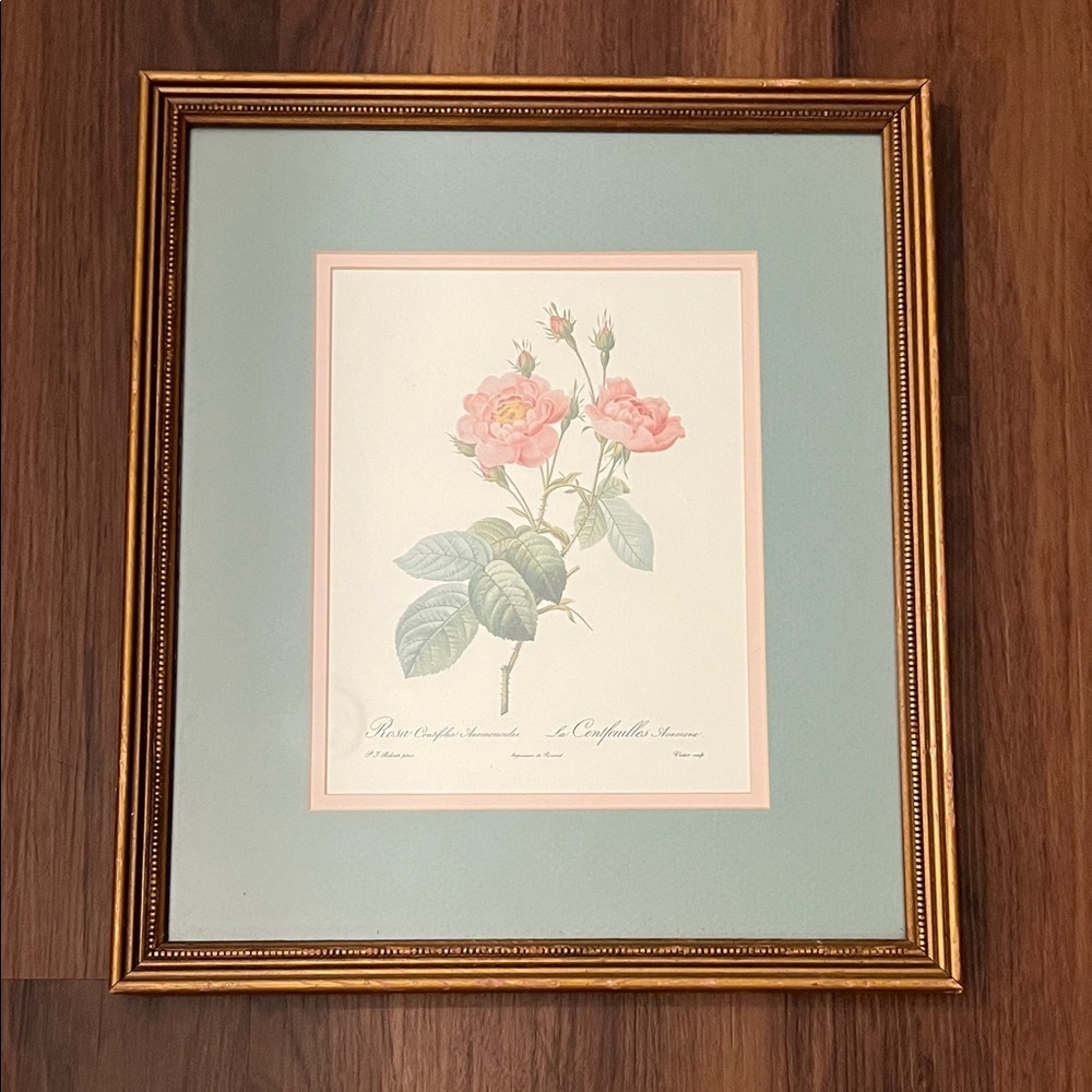 Pierre Joseph Redoute' Rosa Centifolia Anemonoides Print Framed & Matted
